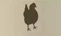 ニワトリ