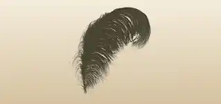 Ostrich Feather