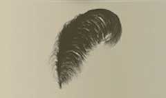 Ostrich Feather silhouette