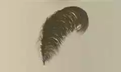 ダチョウの羽根
