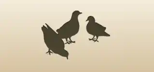 Pigeons