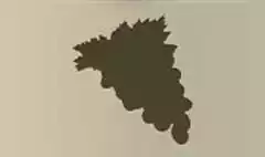 ブドウ