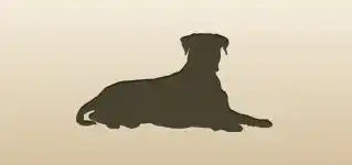 イヌ
