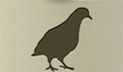 Pigeon silhouette