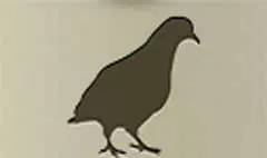 ハトのシルエット