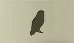 フクロウ
