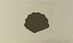 貝殻