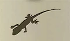 トカゲ