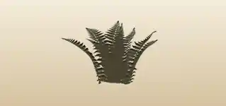 Fern