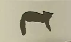 レッサーパンダ