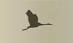 Crane silhouette