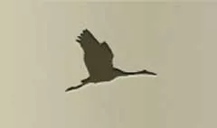 ツル