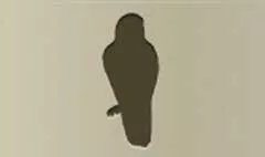 タカ