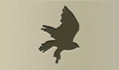 Hawk silhouette