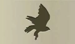 タカ
