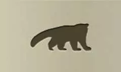 レッサーパンダ