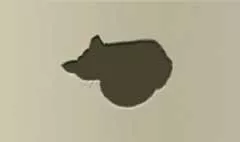 レッサーパンダ