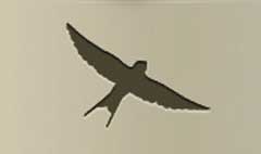 Swallow silhouette