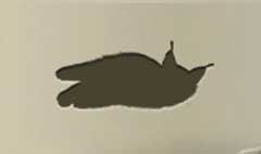 Lynx silhouette