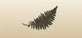 Fern
