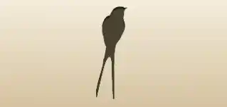 Swallow