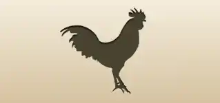 Rooster