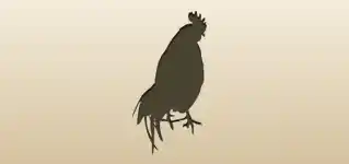 Rooster