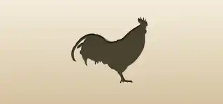 Rooster