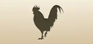 Rooster