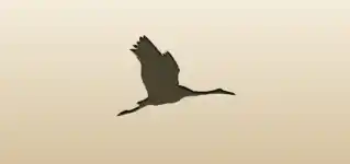 Crane