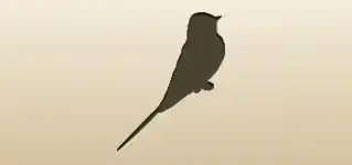 Swallow