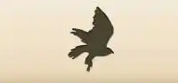 タカ