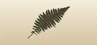 Fern