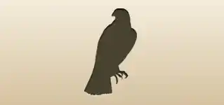 Hawk