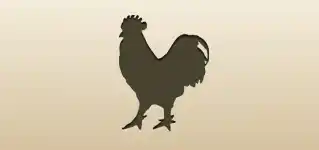 Rooster