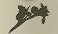 アヤメのシルエット