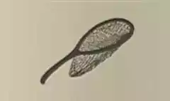網のシルエット