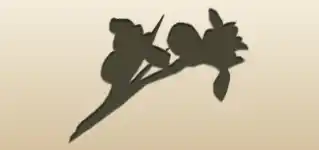 アヤメのシルエット