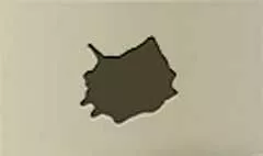 貝殻のシルエット