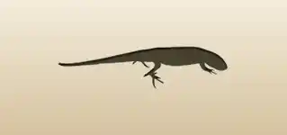 Lizard
