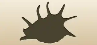 Shell
