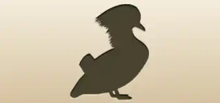 Mandarin Duck
