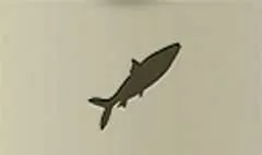 魚のシルエット
