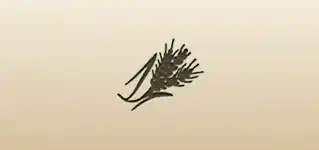 小麦の穂