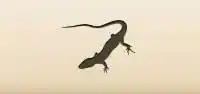 Lizard