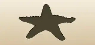 ヒトデ