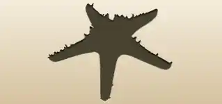 ヒトデ