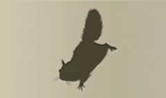 Flying Squirrel silhouette
