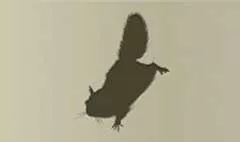 ムササビのシルエット