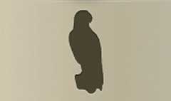 Falcon silhouette